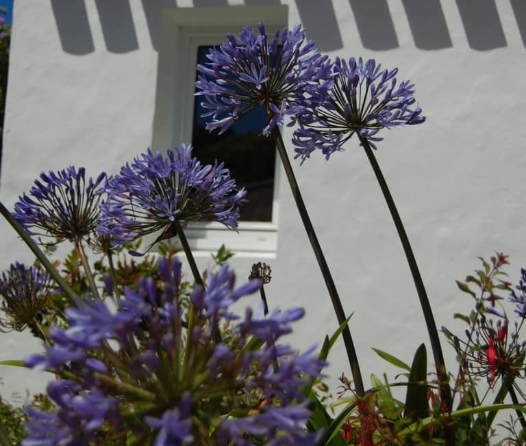 Fleur Parc des Mimosas